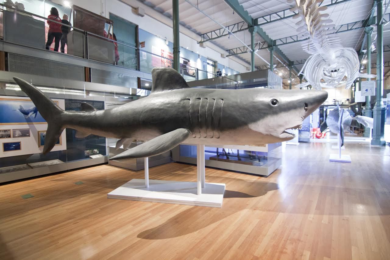 Ubicada en un espacio de 1.000 metros cuadrados, la muestra incluye réplicas de animales marinos a escala real como un tiburón blanco de 6,5 metros. 