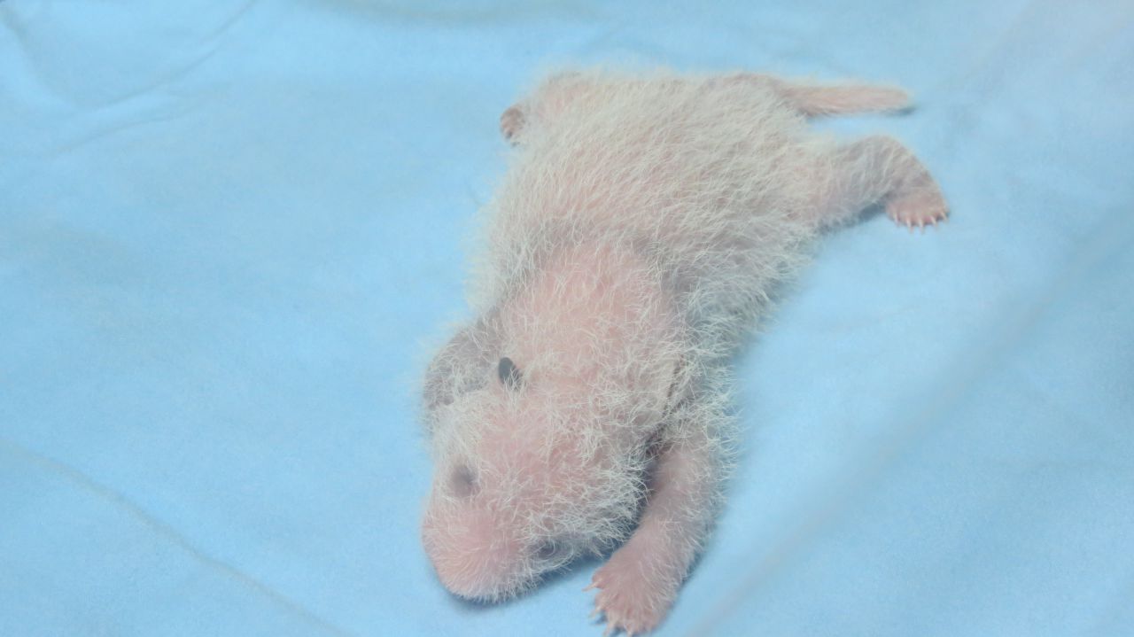 Evolución del crecimiento de Chulina.