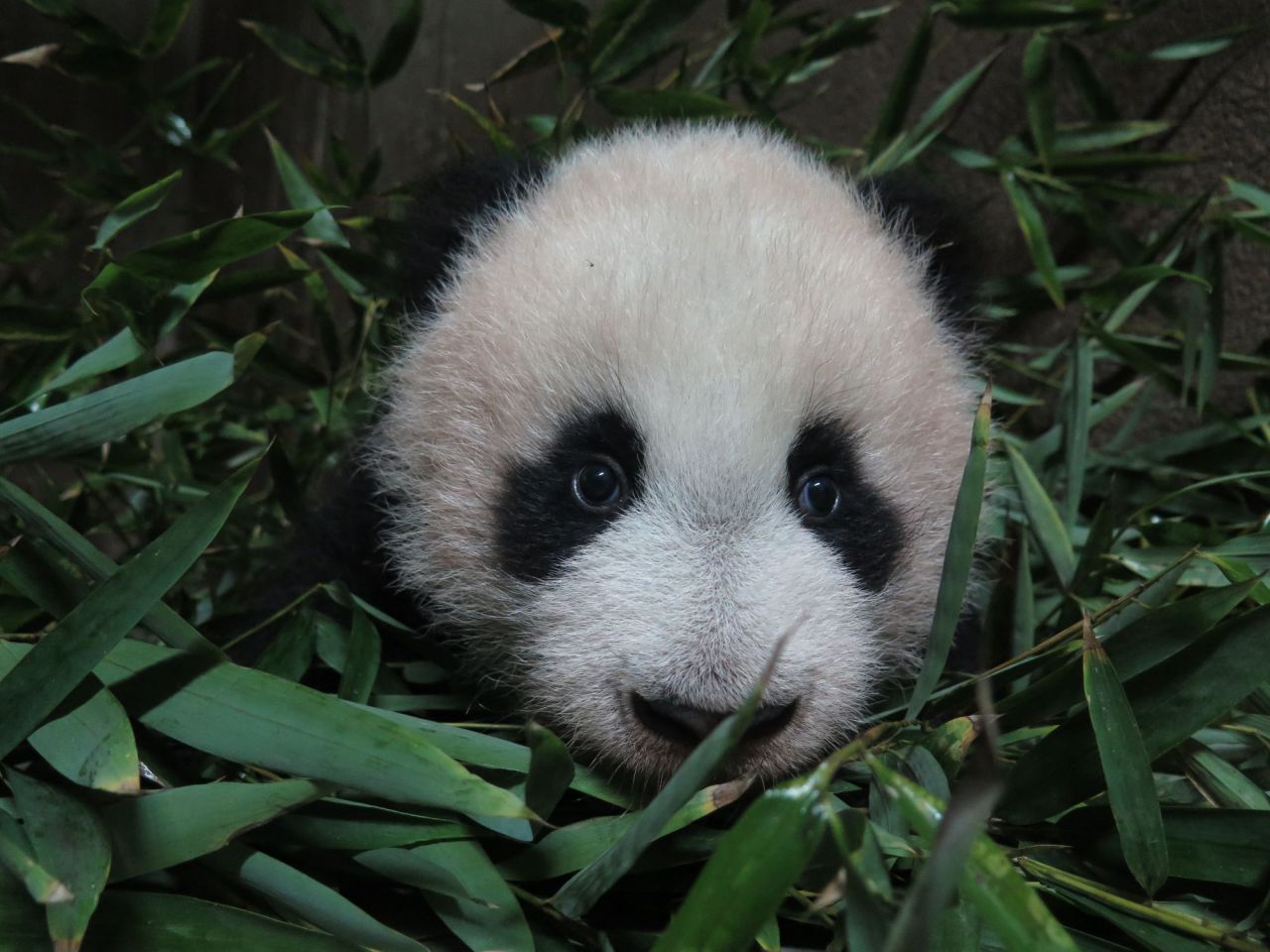 Evolución del crecimiento de Chulina.