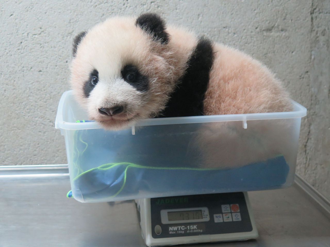 Evolución del crecimiento de Chulina.