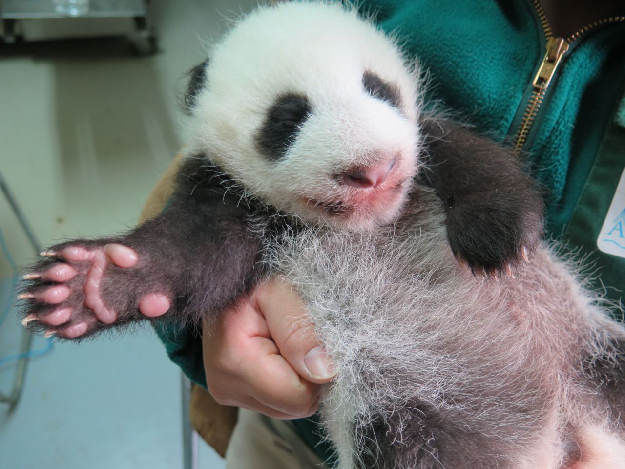 Evolución del crecimiento de Chulina.