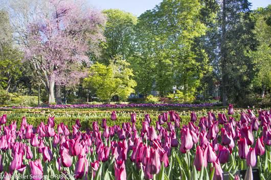 Durante el mes de abril, todos los días y de forma ininterrumpida, el Real Jardín Botánico abre sus puertas de 10:00 a 20:00 horas.
