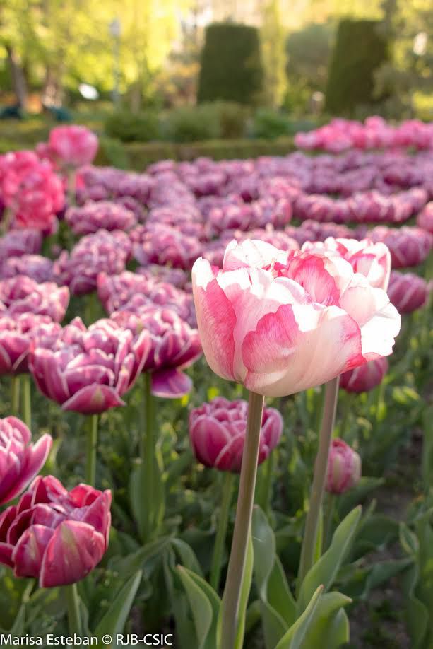 Se calcula que los tulipanes alcanzarán su principal esplendor en el Jardín Botánico hasta pasar los días de la Semana Santa.