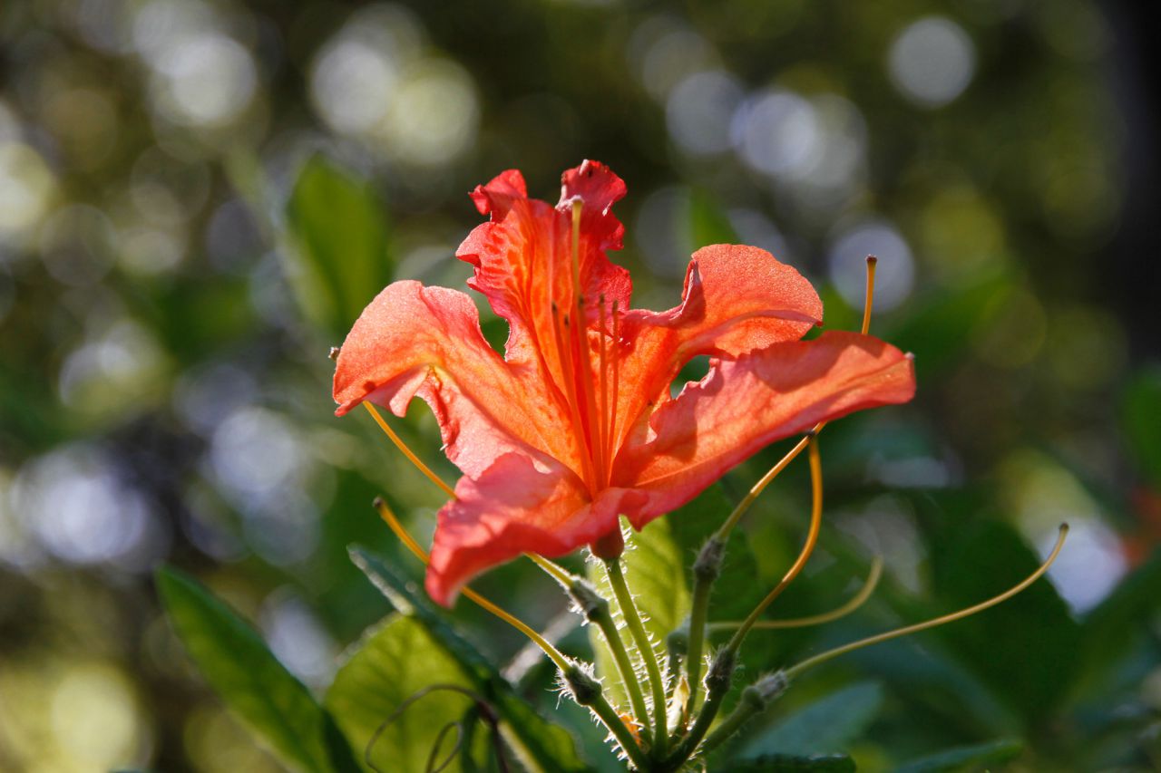 Azalea Japonesa, Asia.