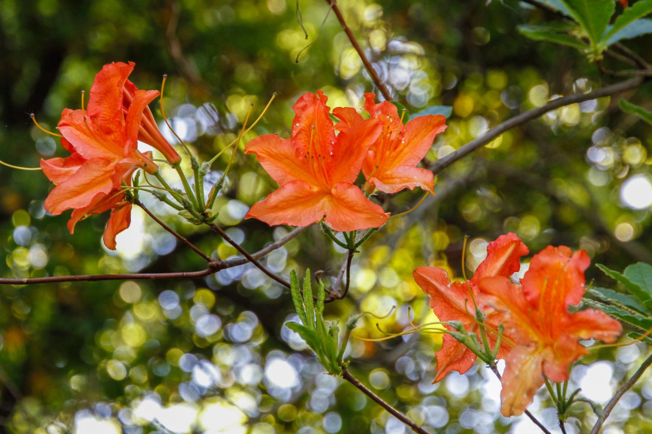 Azalea Japonesa, Asia.