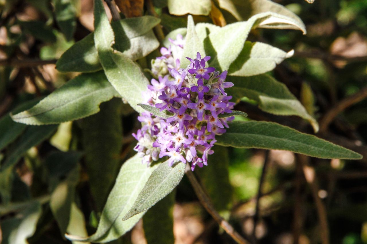 Salvia de Buddle, África.