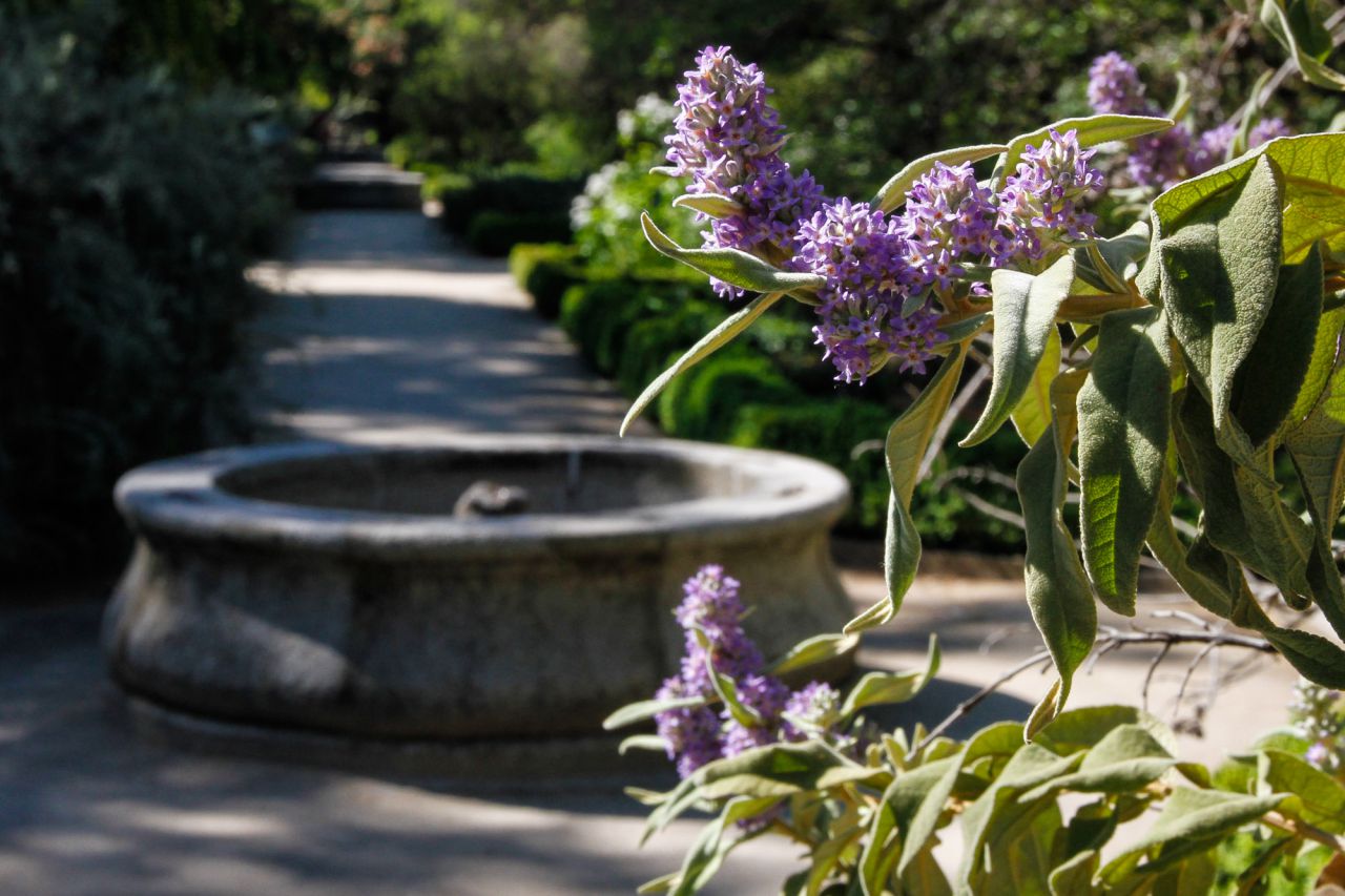 Trás la Salvia de Buddle una de las tantas fuentes del parque.