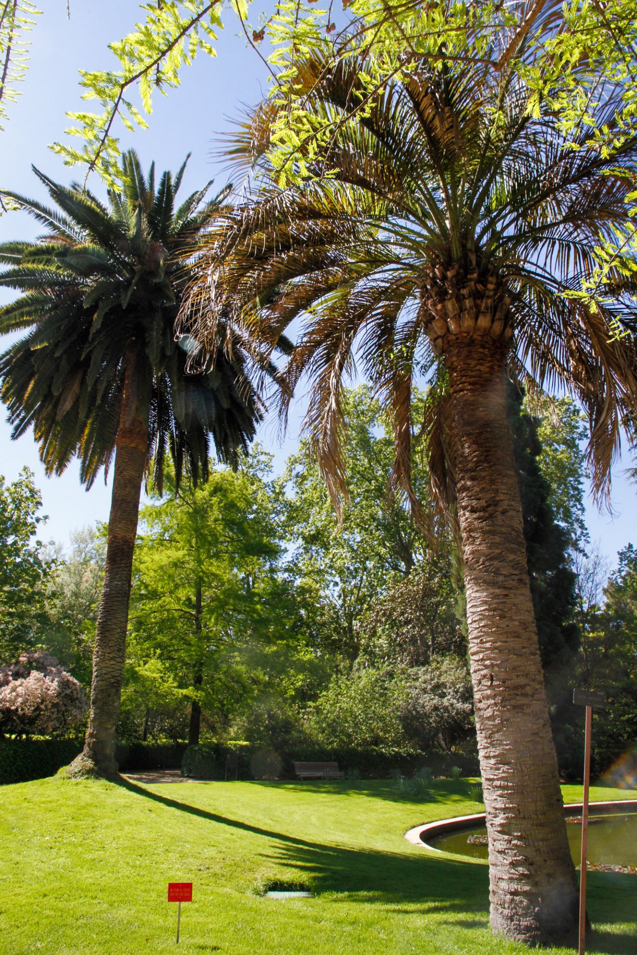 Butia, América del Sur y detrás la Palma Canaria, África.