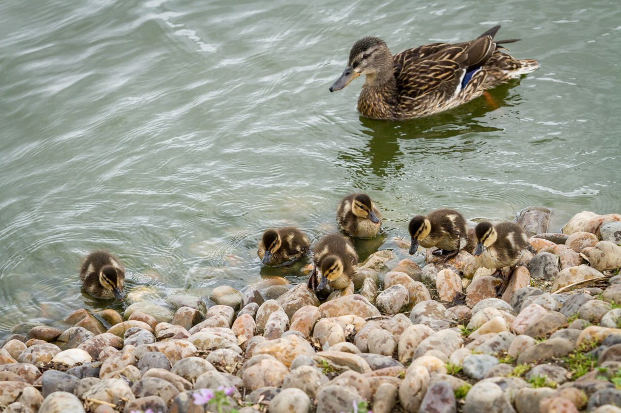 Una amá pato junto a sus polluelos.