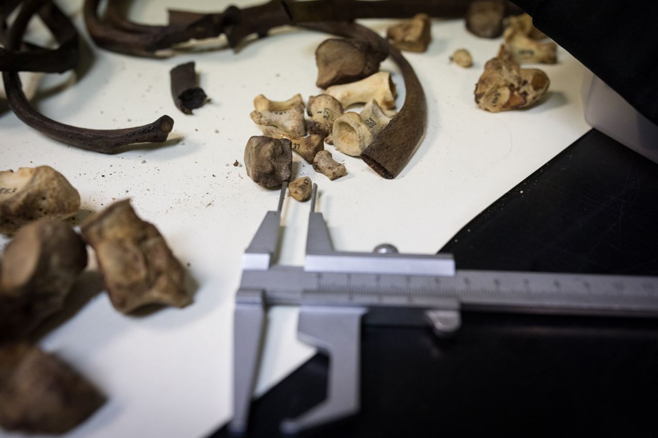 varias muestras de huesos en el departamento de antropología forense.