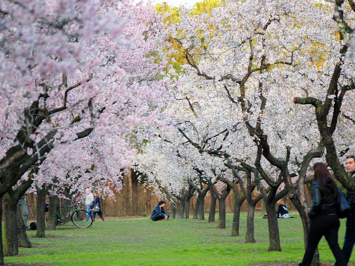 Quinta de los Molinos Almendros en flor