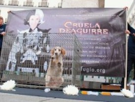 Los animalistas protestan en el centro