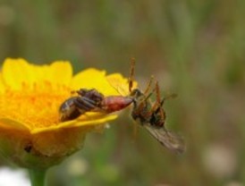 La diversidad genética, clave para conservar la naturaleza
