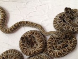 Nacen 18 serpientes cascabel y cinco cobras en el zoo de Madrid