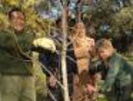 La Dehesa de la Villa y Coslada celebrarán el Día del Árbol