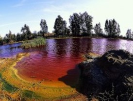 Vegetación autóctona: clave para recuperar territorios contaminados