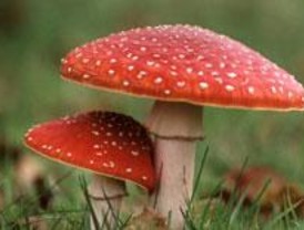 El Bosque organiza una excursión micológica para distinguir las setas tóxicas