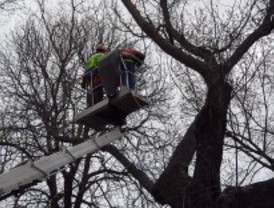 Las podas cortarán 68 calles esta semana