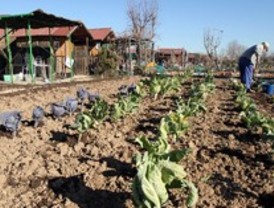 La Comunidad estudia ampliar el número de huertos de ocio que alquila