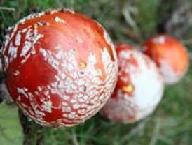 En busca del tesoro del otoño