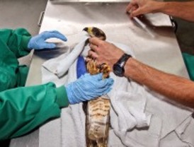 Sanidad pública para la fauna salvaje