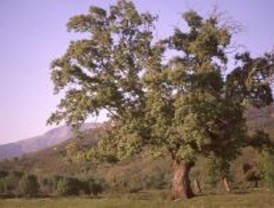 El roble melojo 'estresado' por el calentamiento