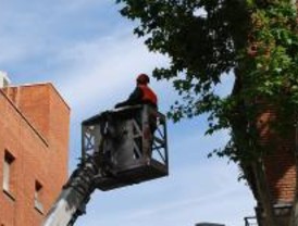 Más de 70 calles se verán afectadas por trabajos de gestión del arbolado