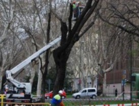 68 calles se verán afectadas por el plan de gestión del arbolado