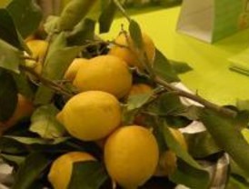 Limones al precio de un billete de metro