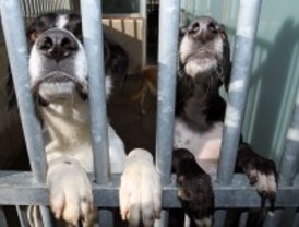 Abandonan más perros por la crisis