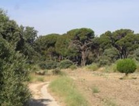 Casi cien parcelas controlan la salud de la masa forestal de la región