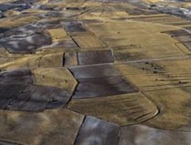 Definidas las áreas más valiosas para las aves esteparias en España