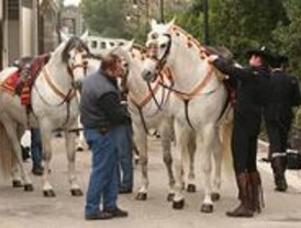 La Comunidad celebra un curso de bienestar animal para criadores de caballos