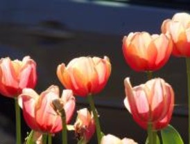 Triball organiza talleres de jardinería sostenible