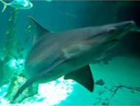 Los niños podrán pasar una noche con los tiburones en el Zoo