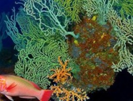 Los ecosistemas acuáticos producirán más CO2 por el aumento de las temperaturas