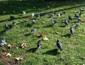 La población de aves urbanas se ha incrementado un 200 por cien en 10 años