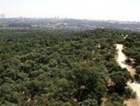 Los madrileños podrán recorrer en bicicleta una Casa de Campo repoblada