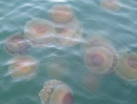 Los inviernos cálidos favorecen la invasión de medusas en verano
