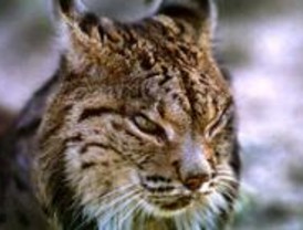 CCOO lamenta que Madrid no firmase el Pacto por el Lince Ibérico