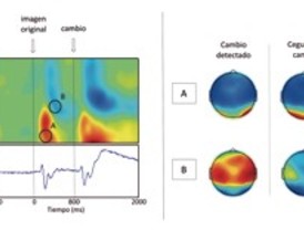 Analizan actividad cerebral en cambios que pasan desapercibidos