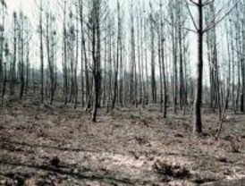Un operario de la M-600, imputado como responsable del incendio de Villaneva de la Cañada