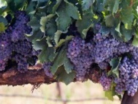 Madrid inaugura la temporada de vendimia