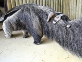 Nace un oso hormiguero en el zoo de Madrid