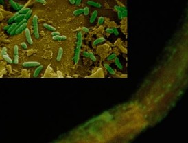 La importancia del movimiento en bacterias para el crecimiento vegetal