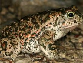 Ecologistas pide protección para las charcas de 'Los Escoriales'