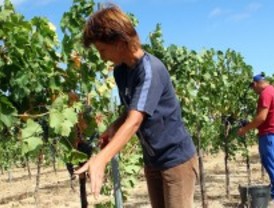 Esta vendimia se recogerán 15 millones de kilos de uva