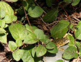 Anfibios y reptiles en España