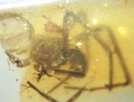 Telas de araña de la época de los dinosaurios