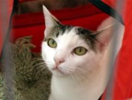 Tres residencias de mascotas fueron sancionadas en 2008